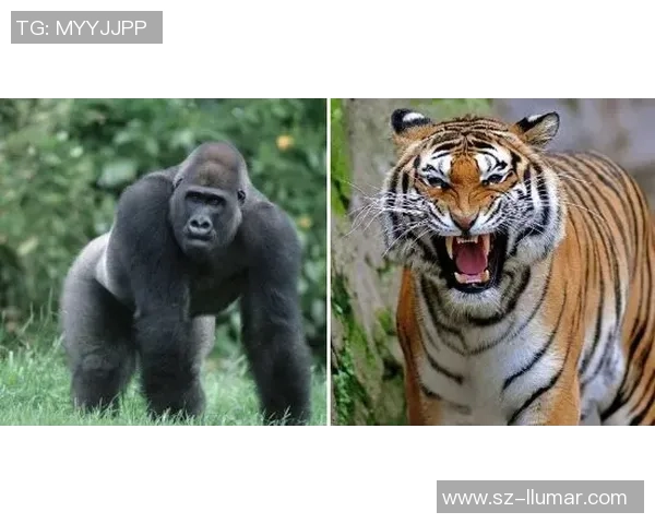 Tian重掌节奏野区称王带领战队再现巅峰荣耀之路